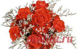 картинки цветов красивые - 464 тыс. картинок. Поиск@Mail.Ru