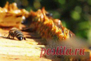 Прополис от всех болезней!