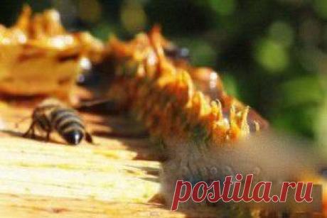 Прополис от всех болезней!