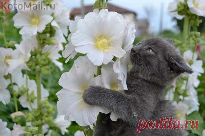 Долгожданное лето! | KotoMail.ru