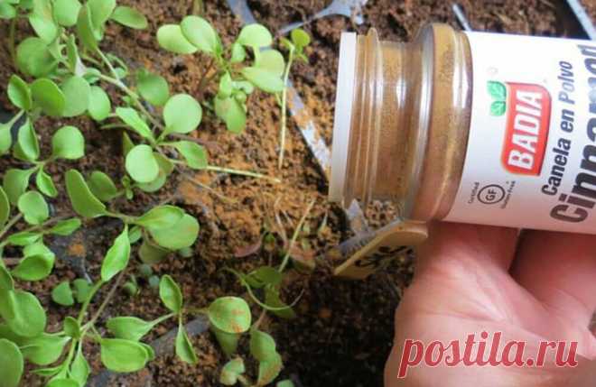 Корицу можно использовать для борьбы с грибком как на саженцах, так и на старых растениях. Посыпание поверхности почвы корицей, когда семена еще молодые, может предотвратить болезнь "отсыревания" —почвенный грибок, который загнивает на стебле и корнях новых растений. Корица убивает эти грибковые споры. Он также может остановить грибковые проблемы у старых растений, препятствуя росту грибков внутри горшков и предотвращая образование слизи.
