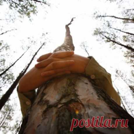 Правда ли, что обнимать деревья полезно для здоровья? - МирТесен