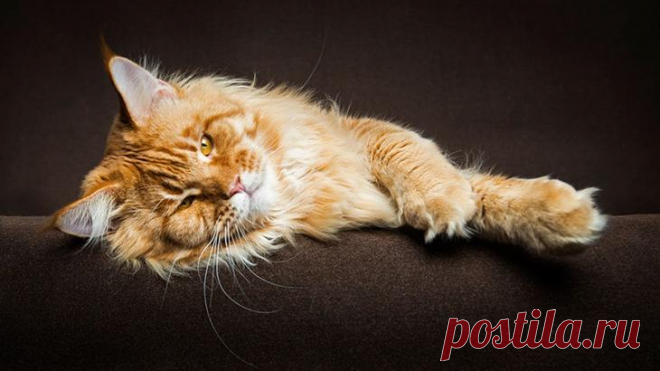 Мэйкуны — невероятные коты. Царь зверей в миниатюре!