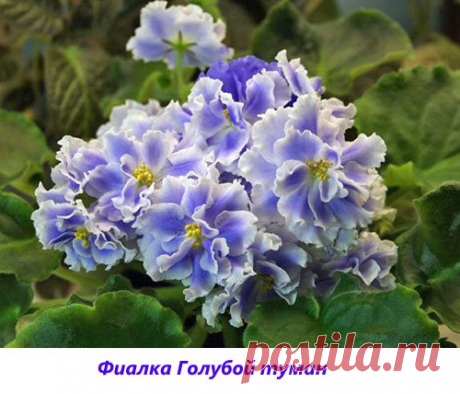Узамбарские фиалки - фото сортов с названиями и описаниями, видео