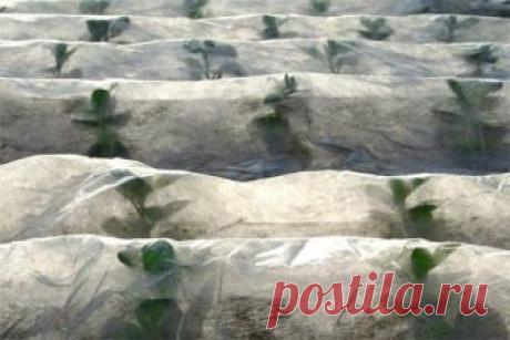 7 советов, как сохранить тепло в теплице зимой и не разориться на отоплении