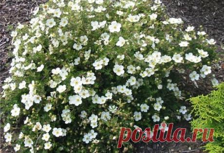 Лапчатка кустарниковая МАНЧУ
Potentilla f. 'Manchu'

Низкий кустарник с распростертой подушкообразной кроной. Высота 30-40 см, диаметр кроны 50-60 см. Листья сизо-зеленые. Цветки крупные диаметром 4 см, белые с желтой серединкой. Цветет с июля до конца сентября. 
Отличный обильноцветущий сорт. 
Рекомендуется для бордюров и для посадки группами на альпинариях. Растет на всех видах культивируемой почвы, однако на плодородных, проницаемых и поливаемых почвах разрастается быст...