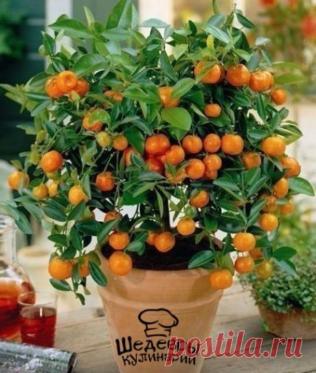 КАК ВЫРАСТИТЬ АПЕЛЬСИНОВОЕ ДЕРЕВО ИЗ КОСТОЧКИ 🍊