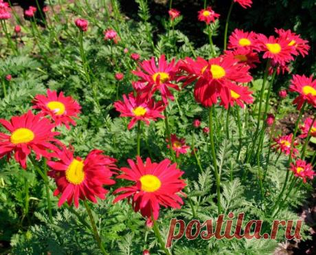 Пиретрум: посадка и уход в открытом грунте, выращивание из семян, виды и сорта с фото