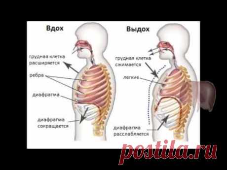 Семинар 2. Коррекция грудного отдела