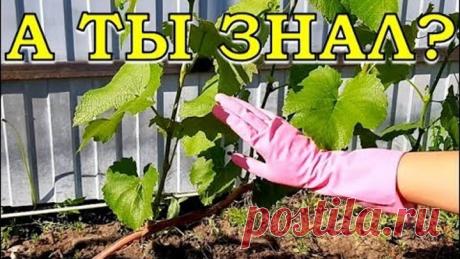 Обрезка ВИНОГРАДА ПО-ША-ГО-ВО