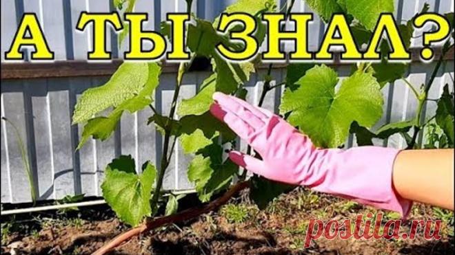 Обрезка ВИНОГРАДА ПО-ША-ГО-ВО