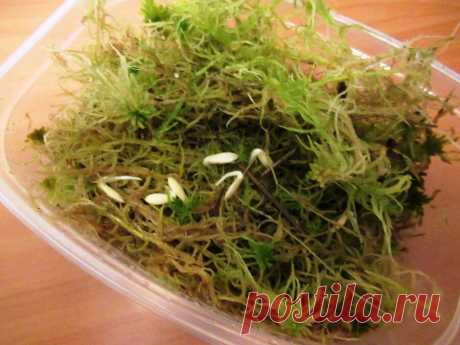 Огуречные плети вырастут крепкими, если не допустить эти ошибки в самом начале роста — Страница 2 — Интересные советы Просматривайте этот и другие пины на доске цветы пользователя Елена.
Теги
Огуречные "плетистые" сорта - это очень красиво!
- Страница 2 - Интересные советы - Страница 3 - Интересные советы!
Просматривайте этот и другие пины на доске Огород пользователя Elena.
Теги
Что говорят другие
Как правильно формировать денежное дерево.
У многих из нас есть денежное дерево («крассула», в п…