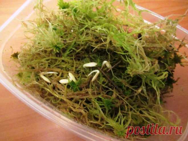 Огуречные плети вырастут крепкими, если не допустить эти ошибки в самом начале роста — Страница 2 — Интересные советы Просматривайте этот и другие пины на доске цветы пользователя Елена.
Теги
Огуречные 