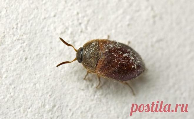 Как бороться с ковровыми вредителями — Полезные советы