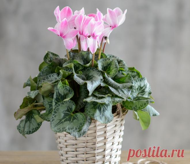 Какие комнатные растения можно дарить вместо букета цветов на праздник:

Почему вместо традиционного букета цветов стоит преподнести цветок в горшке. Какие домашние растения подходят в качестве подарка девушке/женщине: