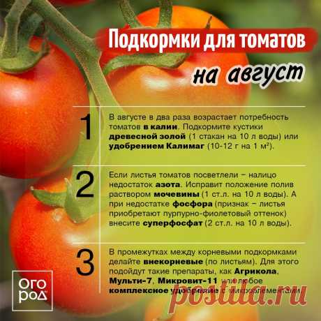 Подкормки для томатов на август
 ПОДКОРМКИ ОВОЩЕЙ