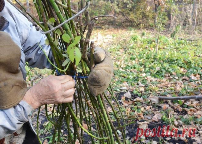 Особенности качественной подготовки роз к зиме | Азбука огородника Пульс Mail.ru Успешная зимовка — залог яркого и красивого цветения роз в следующем сезоне. Эти нежные растения как никакие другие нуждаются в бережной подготовке к зимовке.