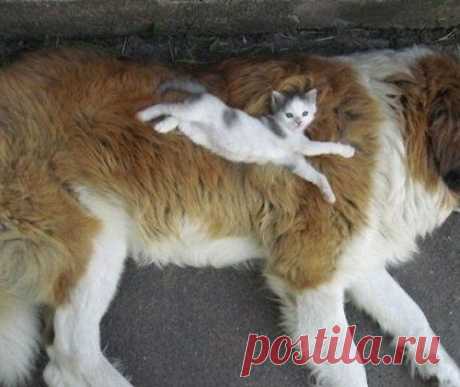 Кошки, которые используют собак, как подушки