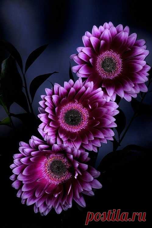 Purple Flowers.