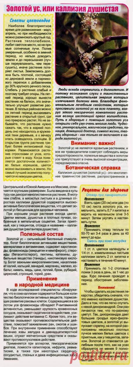 Золотой ус (каллизия душистая) от болезней желудочно-кишечного тракта