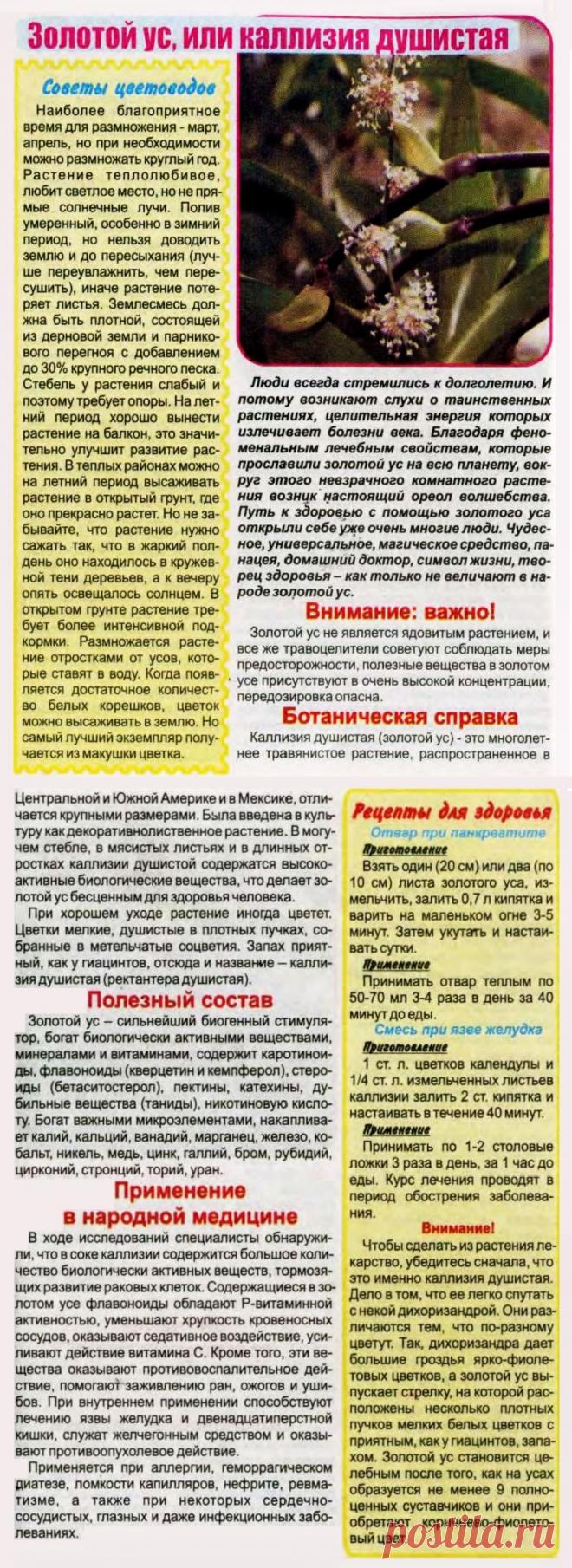 Золотой ус (каллизия душистая) от болезней желудочно-кишечного тракта