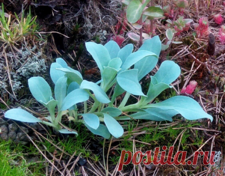 Мертензия азиатская (Mertensia asiatica)Это несомненно одно из ярчайших растений для сада. У мертензии пронзительно-голубая листва!
Она, правда, не лишена одного из недостатков хост, а именно, слабой устойчивости к холоду. Зато - никаких слизней!