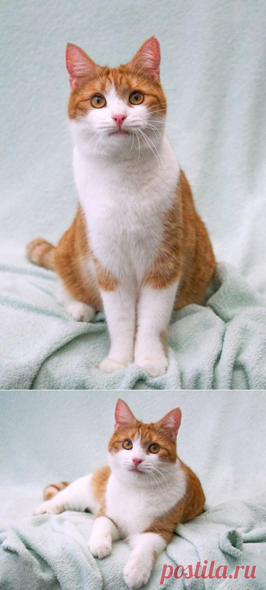 Сладкая булочка Манюня в добрые руки. Москва. – ПОДАРИ НАДЕЖДУ, пользователь Ольга Бавилина | Группы Мой Мир