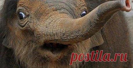 Животинки в шоке / Питомцы