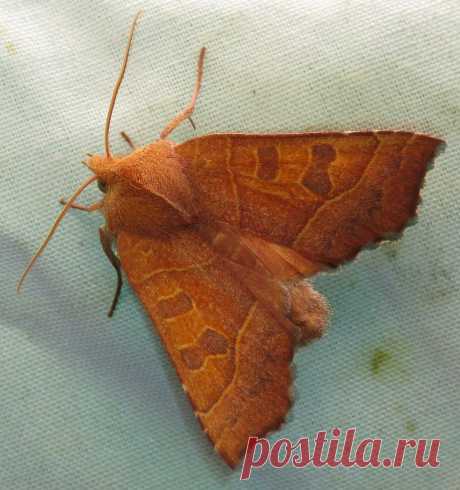 bug of the day I absolutely love the look of this scalloped sallow moth (Eucirroedia pampina)!
