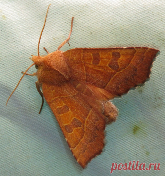 bug of the day I absolutely love the look of this scalloped sallow moth (Eucirroedia pampina)!