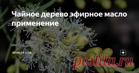 Чайное дерево эфирное масло применение Рецепты и полезные факты об эфирном масле чайного дерева.