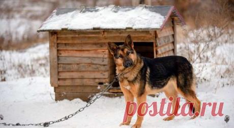 В Башкирии из собачьей будки украдено более миллиона рублей . Милая Я