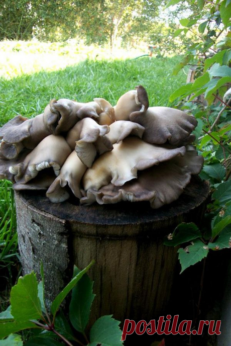 мои грибы