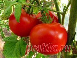 Фузариозное увядание томата - фузариозное увядание томата, как бороться с фузариозным увяданием томата