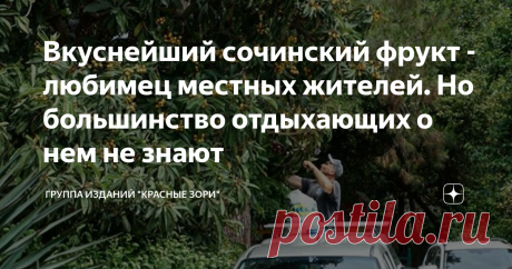 Вкуснейший сочинский фрукт - любимец местных жителей. Но большинство отдыхающих о нем не знают А все потому, что в основном туристы штурмуют столицу летнего отдыха с конца июня по середину сентября. То есть тогда, когда пора этого нежнейшего ароматного лакомства уже завершена. Она ведь очень короткая: конец мая-начало июня.  Более того, созревшие фрукты хранятся всего несколько дней. Зато растут прямо на улицах, где их можно смело срывать и пробовать. Наверное, некоторые б...