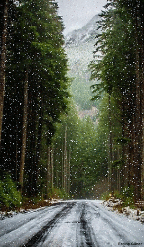 Живые фотографии – Сообщество – Google+