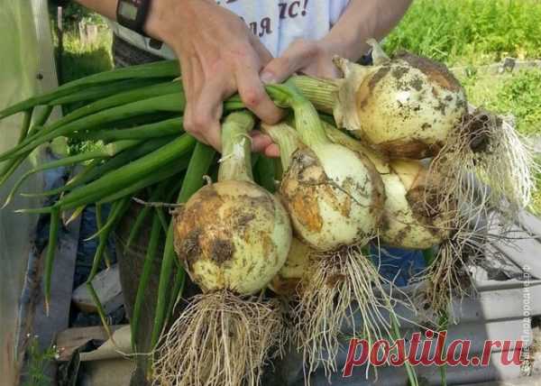 Теперь я каждый год получаю большой урожай лука: 4 простых совета Чтобы ежегодно не мучиться вопросом «почему опять лук не уродился», прочитайте и сохраните несколько моих секретов ухода за ним.

Сообщает   optim1stka.ru
1. Перед посадкой замочите его на три часа в растворе соли
1 ст. ложка на 1 л воды. Затем два часа подержите в темном растворе марганца. Зате