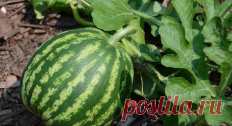Ошибки при выращивании арбузов | Огородники 🍉 🍉 🍉 Арбуз – это очень любимая ягода потребителями, но не на столько распространенная среди огородников из-за своих низких показателей урожайности. В чем главная проблема низких урожаев арбузов, описано в этой статье.  🍉