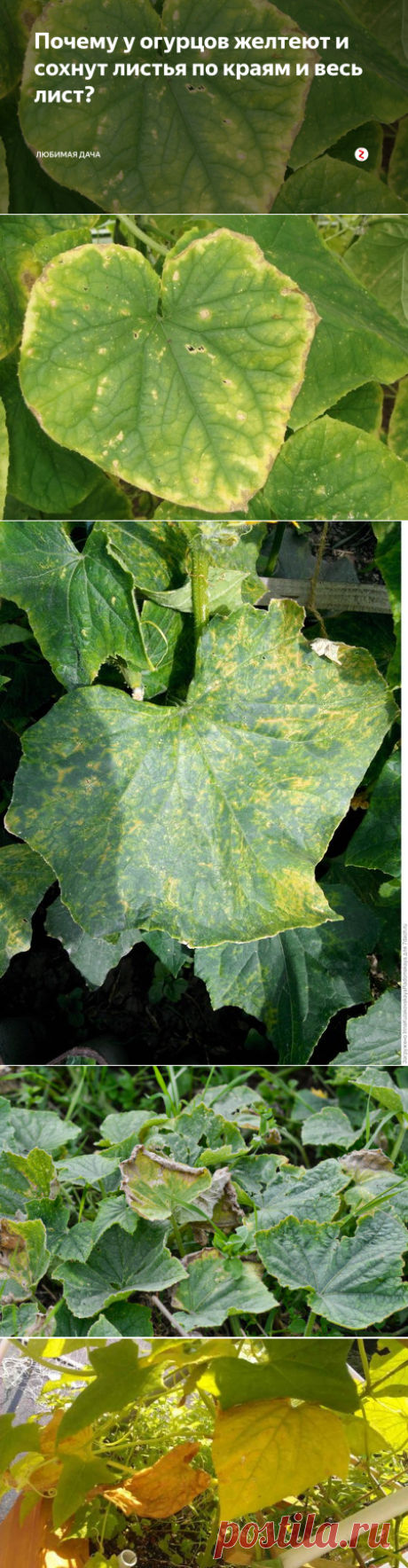 Почему у огурцов желтеют и сохнут листья по краям и весь лист? | Любимая Дача | Яндекс Дзен