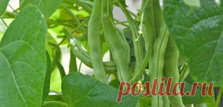 Что посадить на освободившиеся грядки - Дачные советы