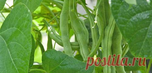 Что посадить на освободившиеся грядки - Дачные советы