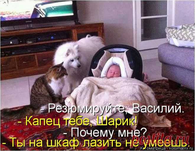 Котоматрица: Круть