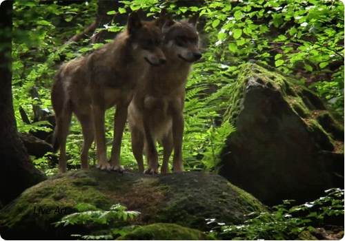 i-6651.jpg (500×350)