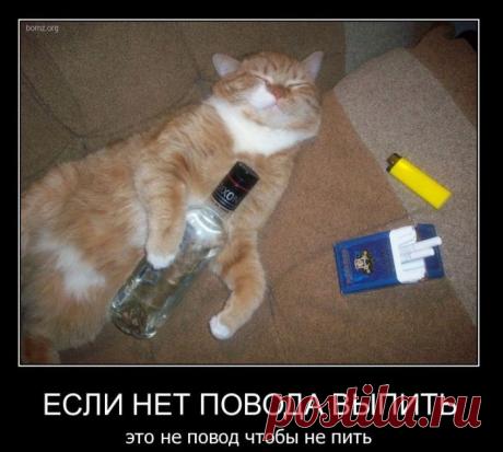 ОЧЕНЬ СМЕШНО! ВОТ ТАК И НАДО ПИСАТЬ О ЖИВОТНЫХ!!! БРАВО! | Это интересно!