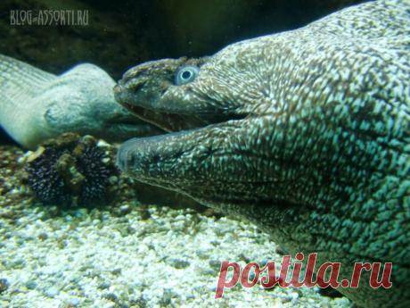 Крит. Аквариум. Мурена
 https://www.blog-assorti.ru/krit-ostrov-vydumannykh-bogov.html