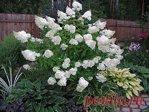 Гортензия метельчатая