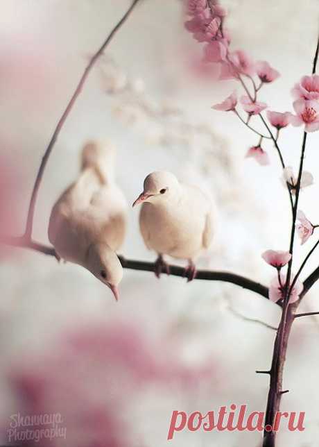 Найдено на сайте blossomsandbliss.tumblr.com.