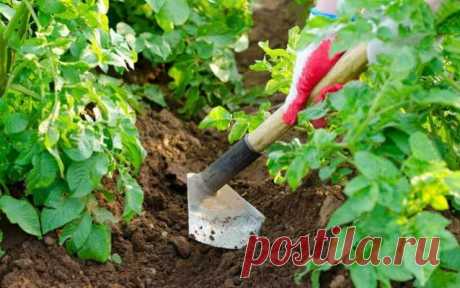 Сколько раз окучивать картошку и когда, подскажут опытные огородники — Домашние заботы