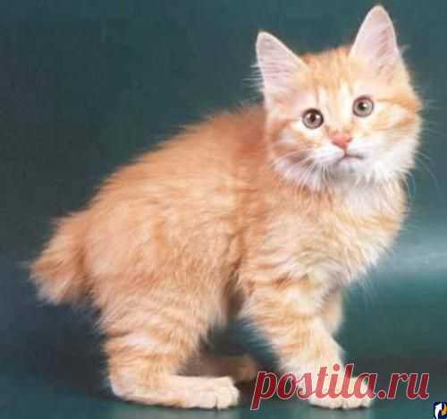 Мой домашний любимец))