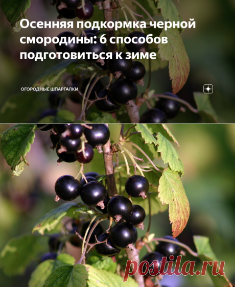 Осенняя подкормка черной смородины: 6 способов подготовиться к зиме | Огородные шпаргалки | Яндекс Дзен